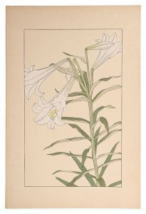 Sugiura Hisui / Easter Lily
