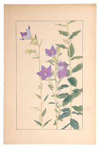Sugiura Hisui / Balloon Flower