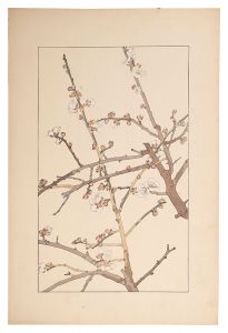 Sugiura Hisui / Japanese apricot