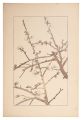 Japanese apricot