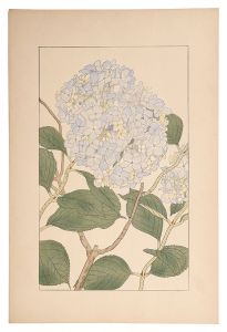 Sugiura Hisui / Hydrangea