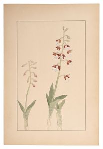 Sugiura Hisui / Calanthe discolor