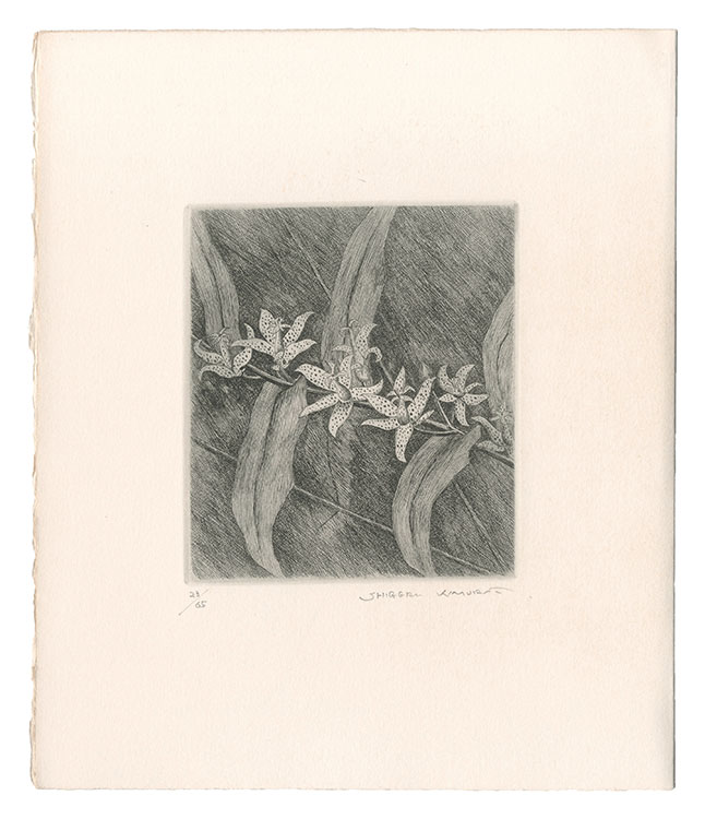 Kimura Shigeru “Toad Lily”