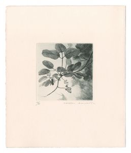 Kimura Shigeru / Akebia trifoliata