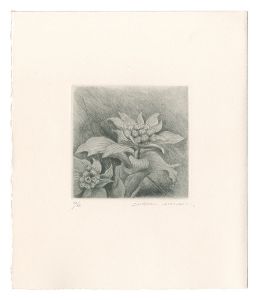 Kimura Shigeru / Butterbur Sprout