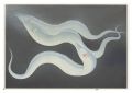 Fish of Japan / Hairtail