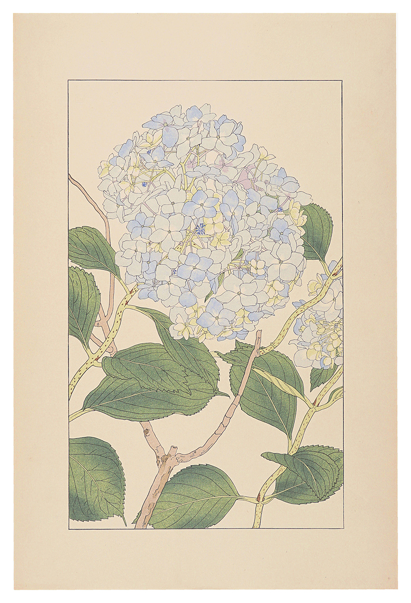 杉浦非水「紫陽花」
