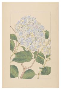 杉浦非水「紫陽花」