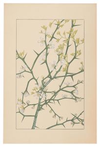 杉浦非水「枸橘」