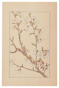 杉浦非水「染井吉野」
