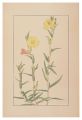 Evening Primrose