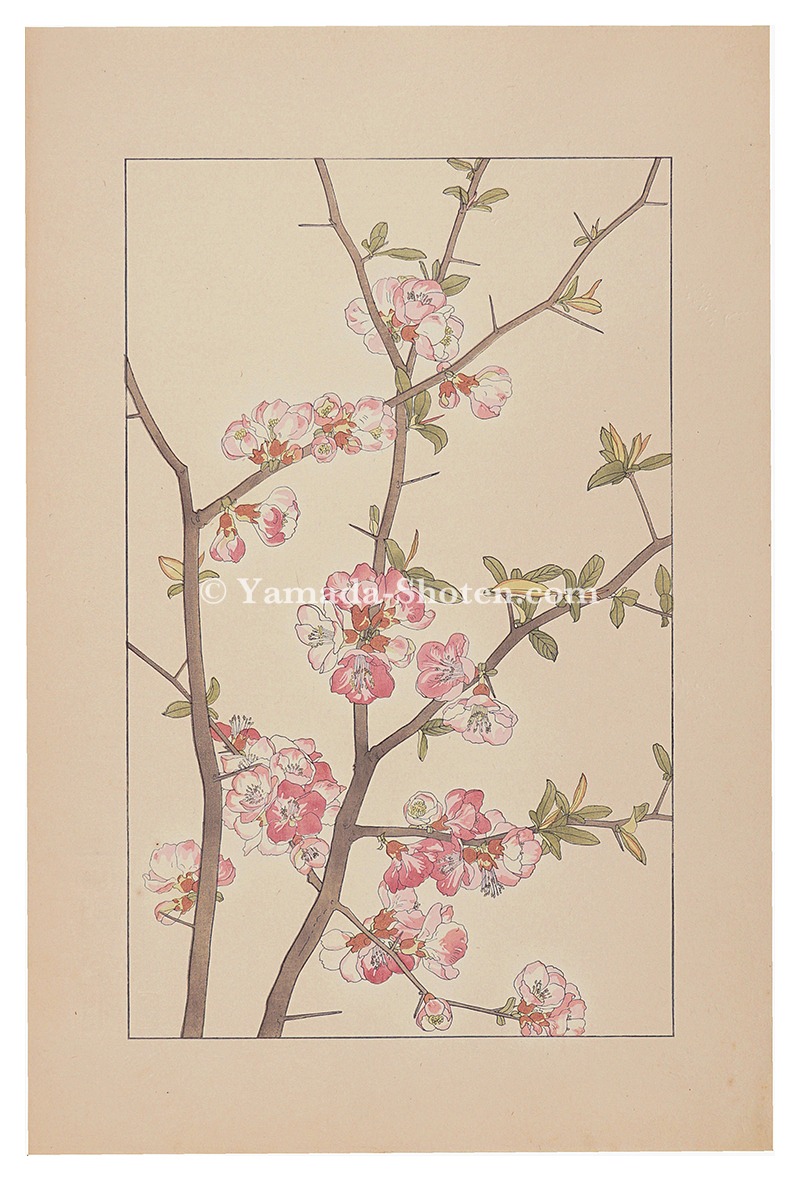 Sugiura Hisui “Cydonia Japonica”