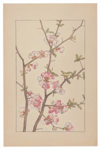 Sugiura Hisui / Cydonia Japonica