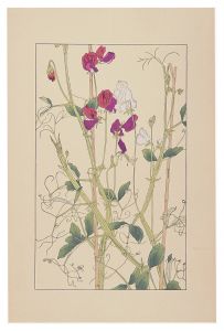 Sugiura Hisui / Sweet pea