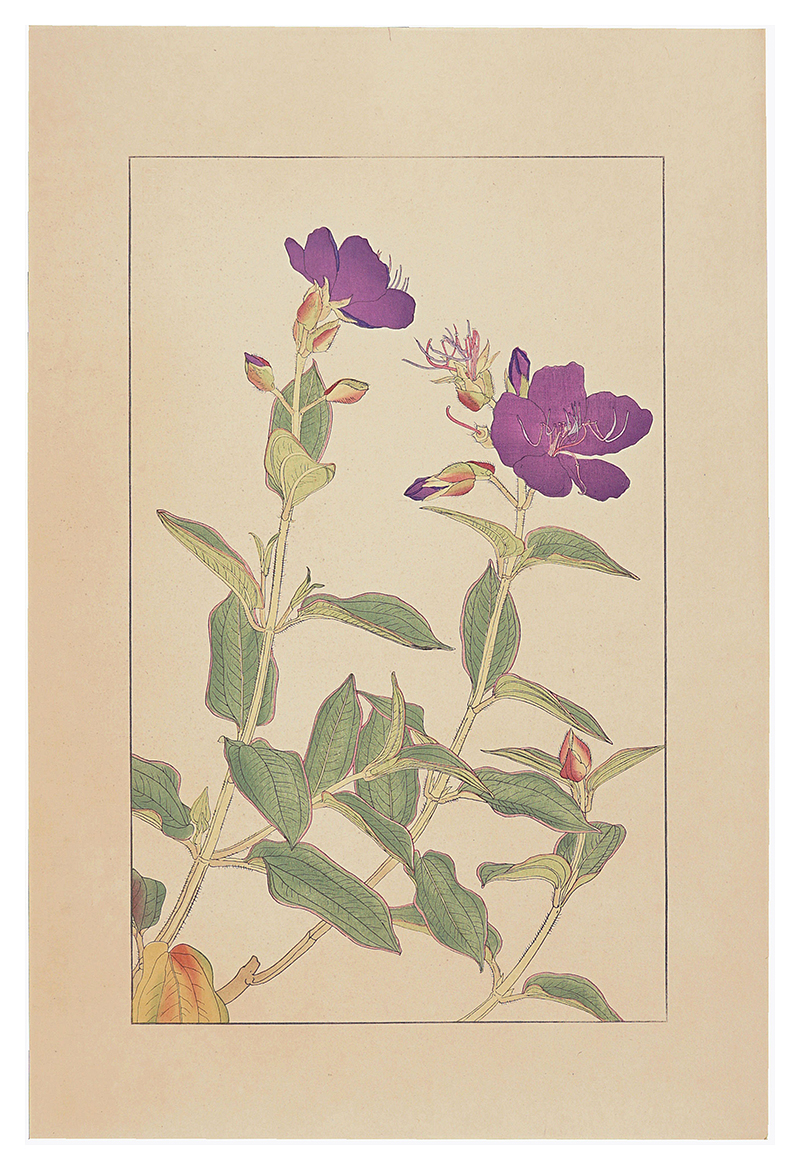 Sugiura Hisui “Glory Bush”
