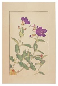 Sugiura Hisui / Glory Bush
