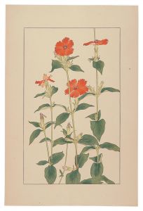 Sugiura Hisui / Lychnis coronat