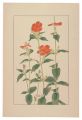 Lychnis coronat
