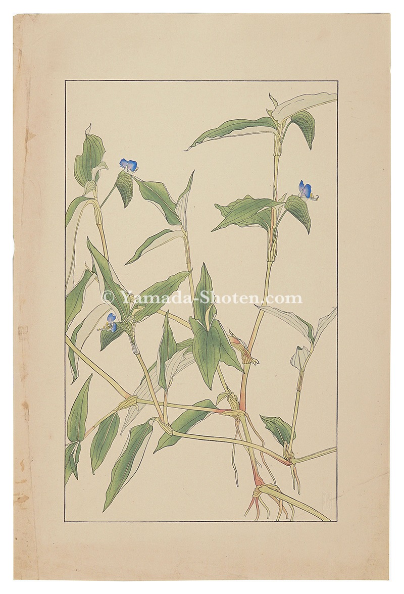 Sugiura Hisui “Commelina　communis”