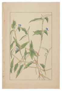 Sugiura Hisui / Commelina　communis