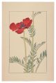 Papaver orientale