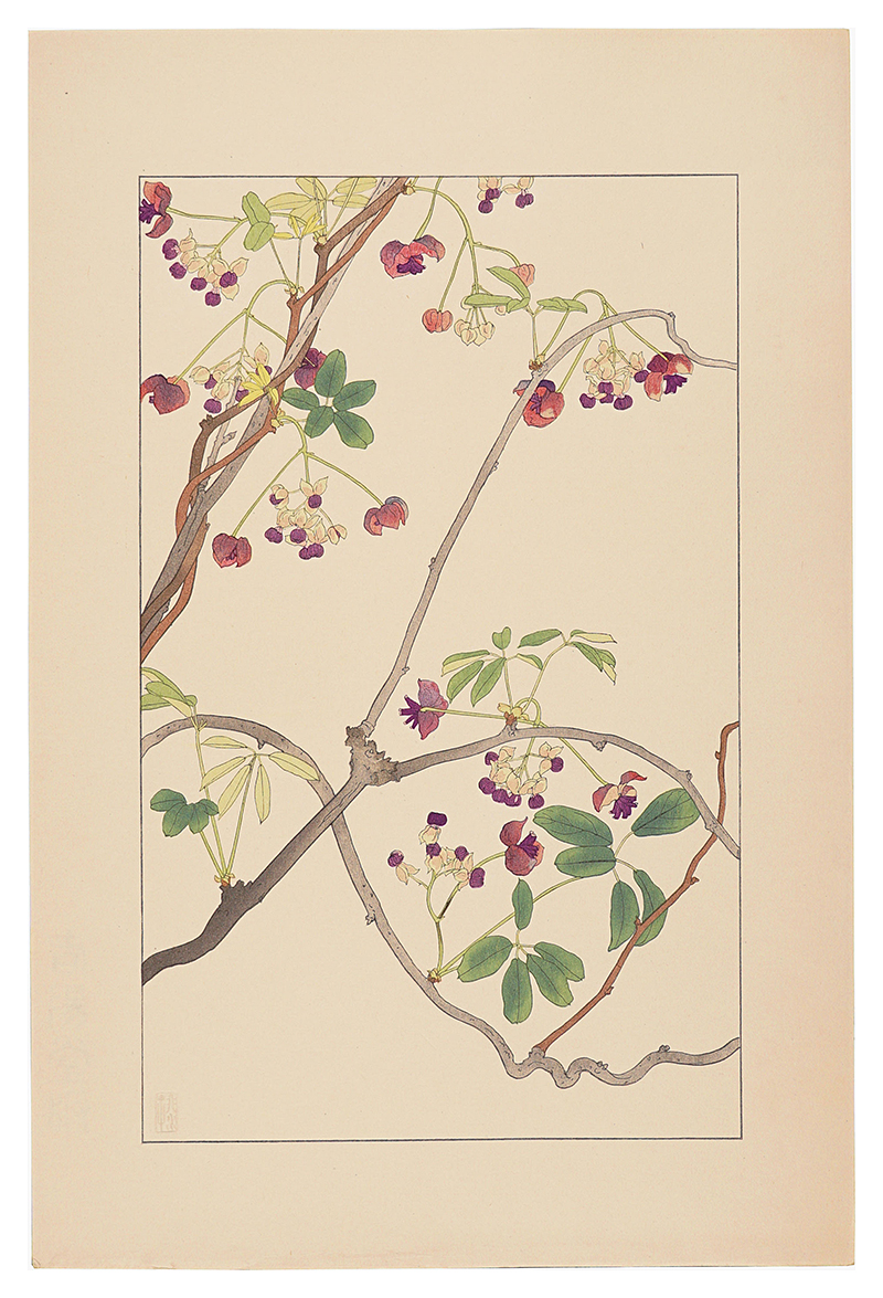 Sugiura Hisui “Akebia”