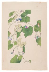 Sugiura Hisui / Ampelopsis