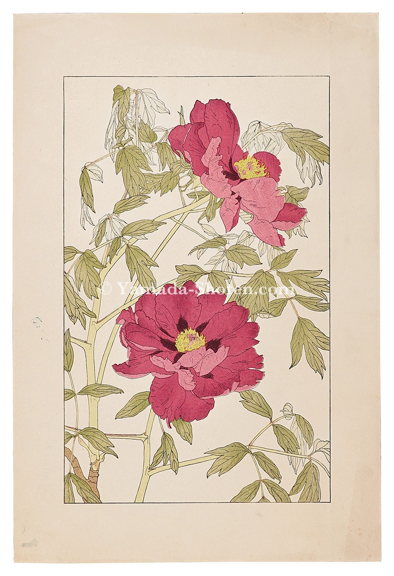 Sugiura Hisui “Peony”