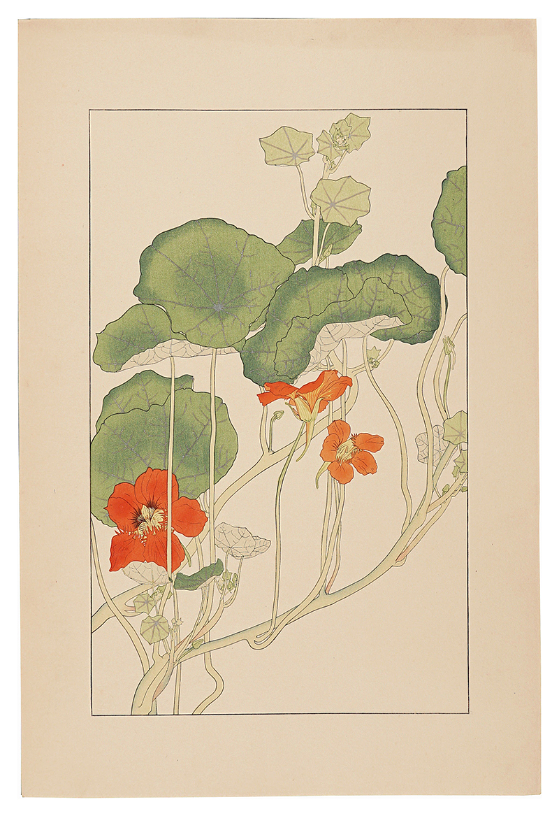 Sugiura Hisui “Nasturtium”