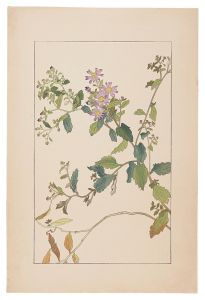 杉浦非水「紺菊」
