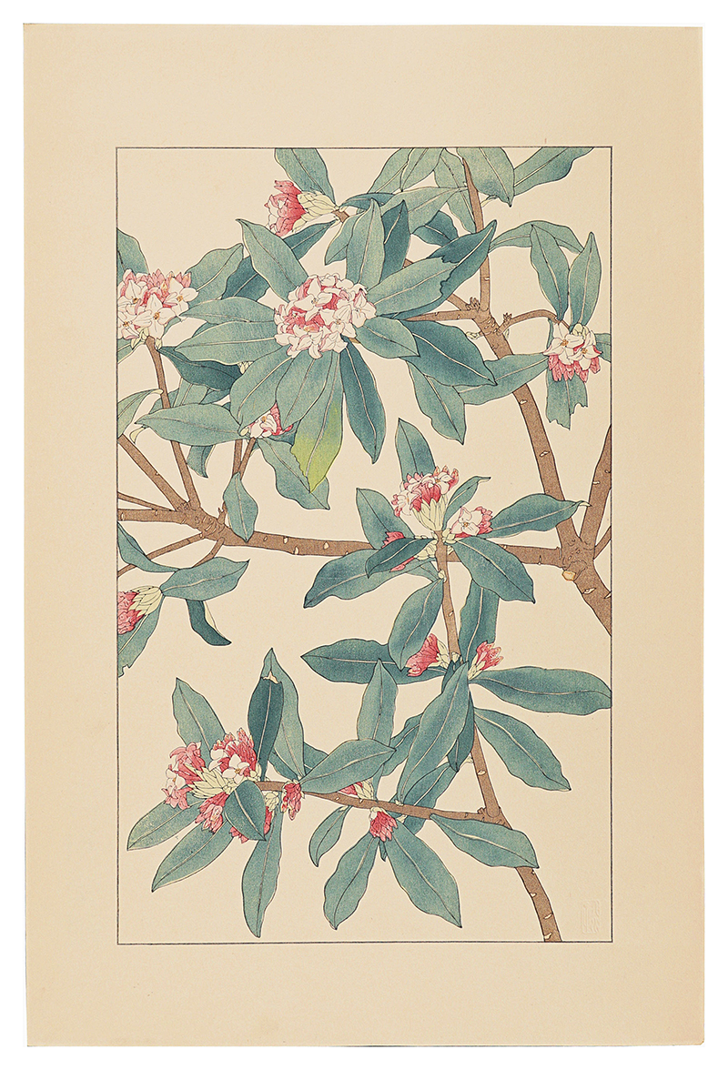 Sugiura Hisui “Winter Daphne”