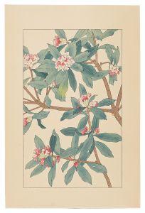 Sugiura Hisui / Winter Daphne