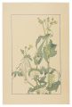 Sow Thistle