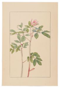 杉浦非水「山芍薬」