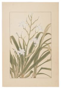 杉浦非水「著莪」