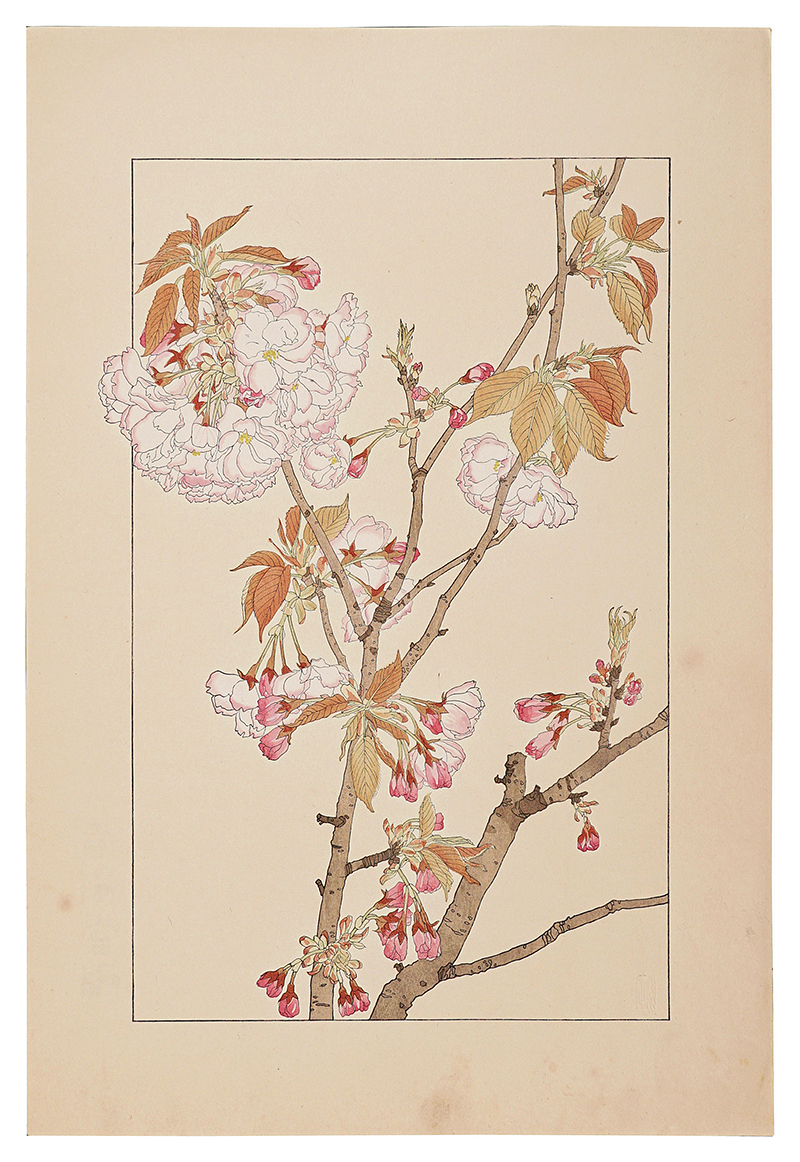 Sugiura Hisui “Double Cherry Blossom”