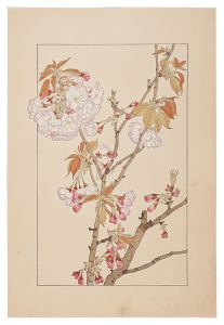Sugiura Hisui / Double Cherry Blossom