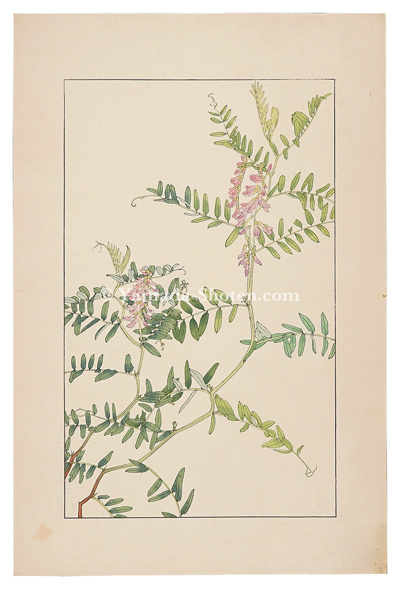 Sugiura Hisui “Tufted vetch”
