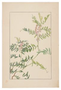 Sugiura Hisui / Tufted vetch