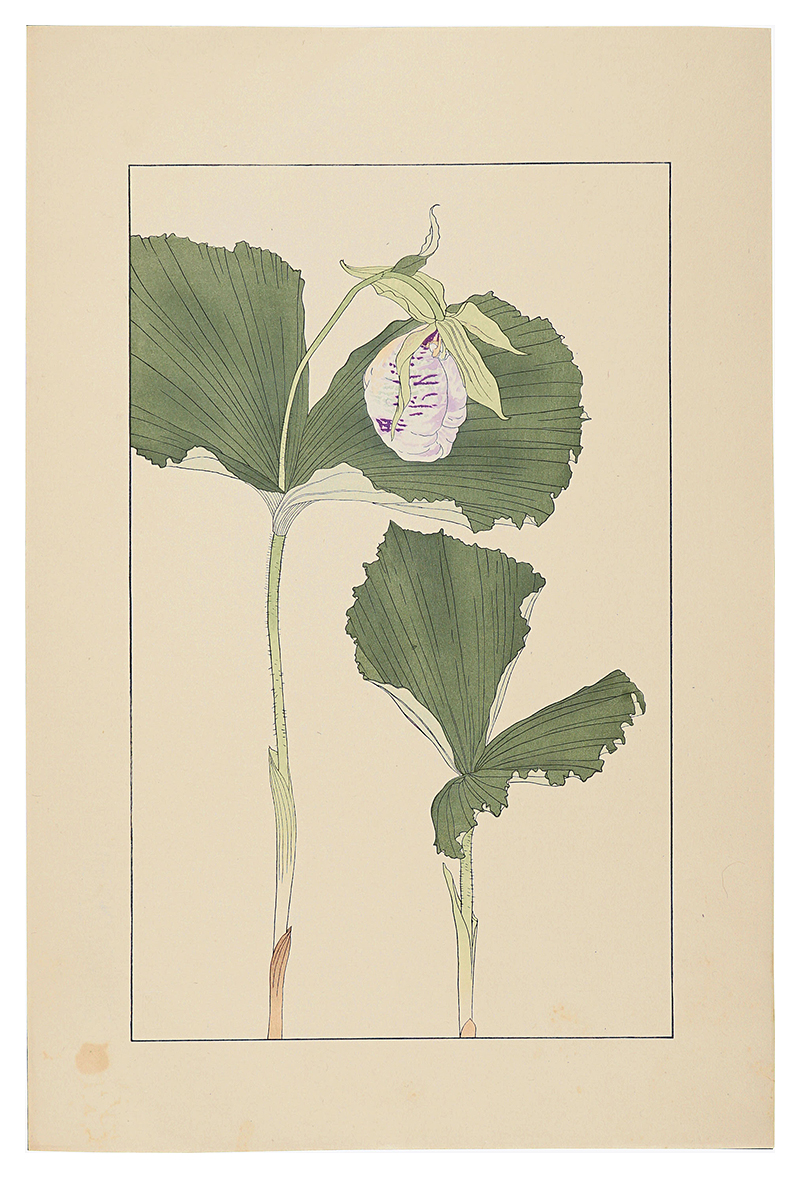 杉浦非水「熊谷草」