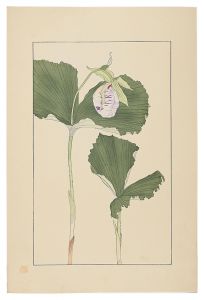 Sugiura Hisui / Japanese lady's slipper