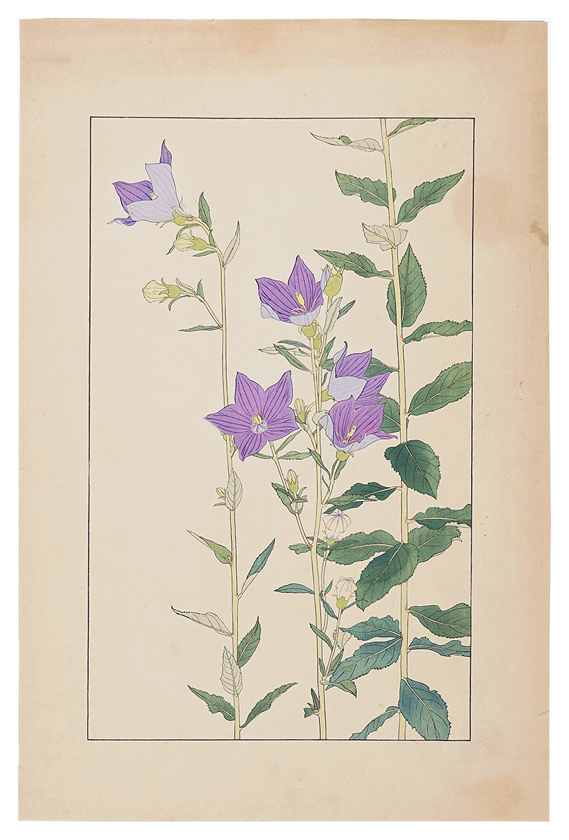Sugiura Hisui “Balloon Flower”