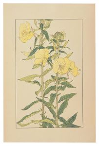Sugiura Hisui / Evening Primrose
