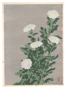 White Chrysanthemum