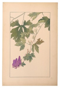 Sugiura Hisui / Monk's-hood